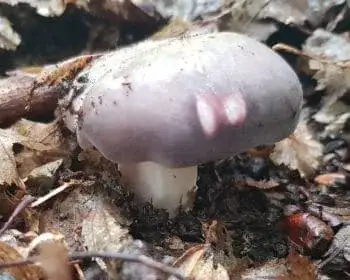 Kékhátú galambgomba