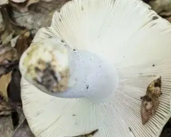 Dióízű galambgomba
