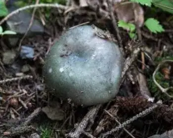 Dióízű galambgomba