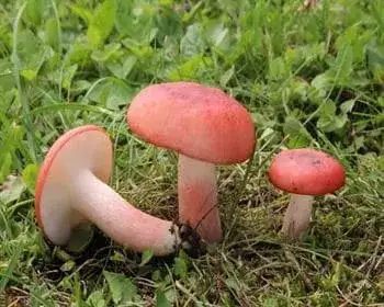 Vérvörös galambgomba