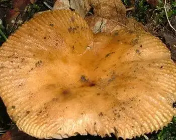 Büdös galambgomba