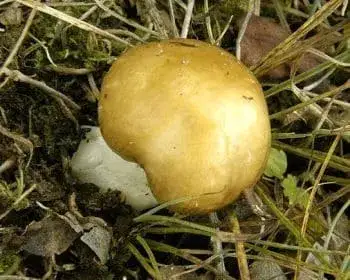 Büdös galambgomba