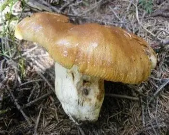 Büdös galambgomba