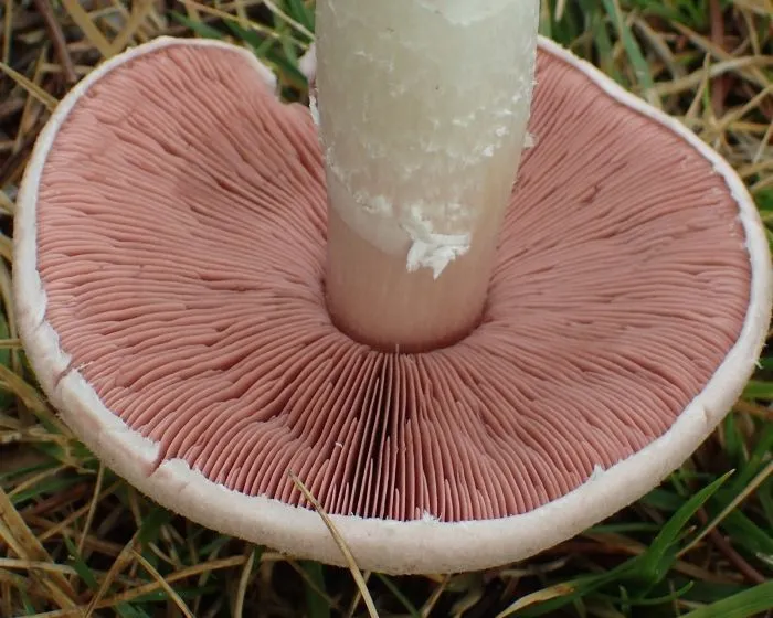 Mezei csiperke