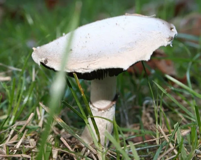 Mezei csiperke