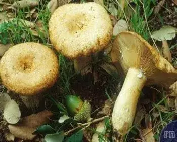 Fakó szőrgomba