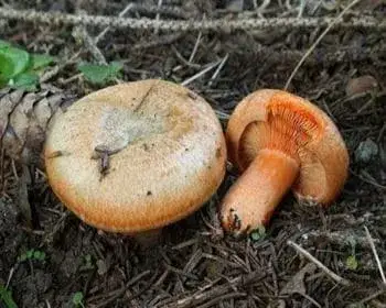 Lucfenyvesi rizike