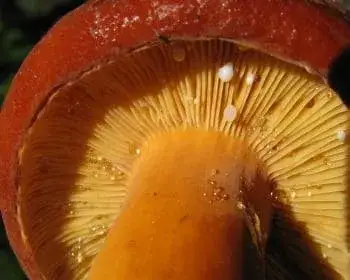 Kenyérgomba