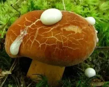 Kenyérgomba