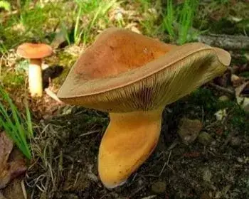 Kenyérgomba
