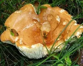 Kenyérgomba