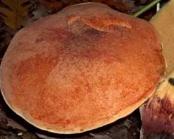 Vörös tinóru