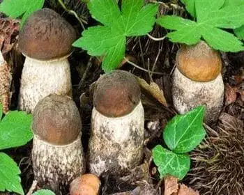 Sötét érdestinóru