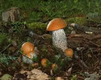 Tölgyfa-érdestinóru