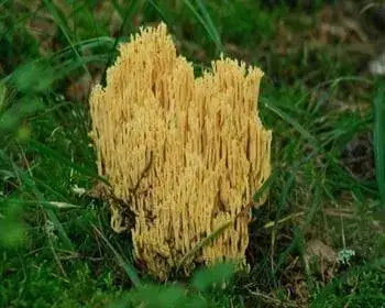 Sárga korallgomba
