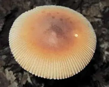 Rőt selyemgomba