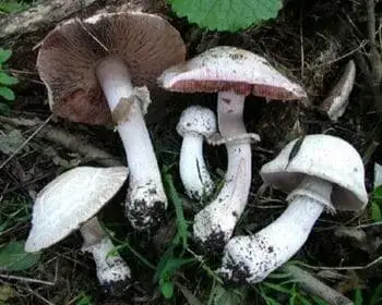Ligeti csiperke