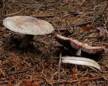 Ligeti csiperke