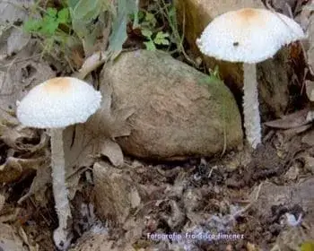 Gyapjas őzlábgomba