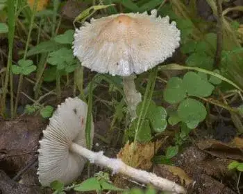 Gyapjas őzlábgomba