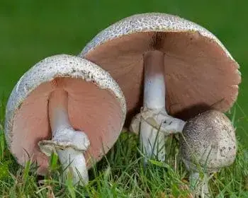 Tintaszagú csiperke