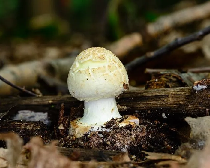 Citromgalóca