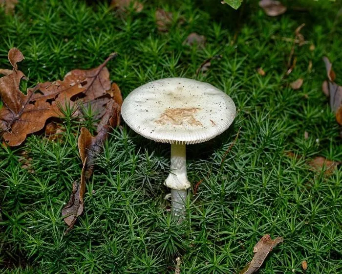 Citromgalóca