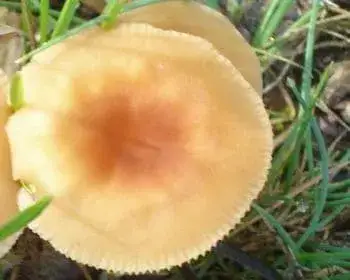 Vörösbarnatönkű fülőke