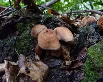 Vörösbarnatönkű fülőke