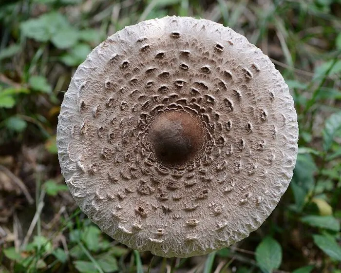 Nagy őzlábgomba
