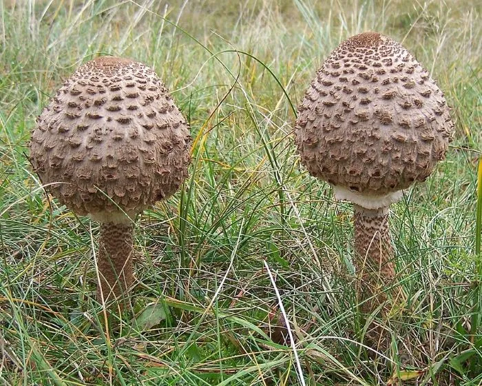 Nagy őzlábgomba