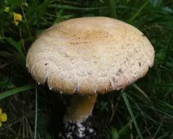 Erdei csiperke
