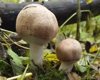 Erdei csiperke