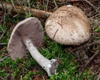 Erdei csiperke