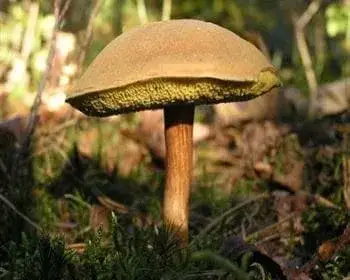 Molyhos tinóru