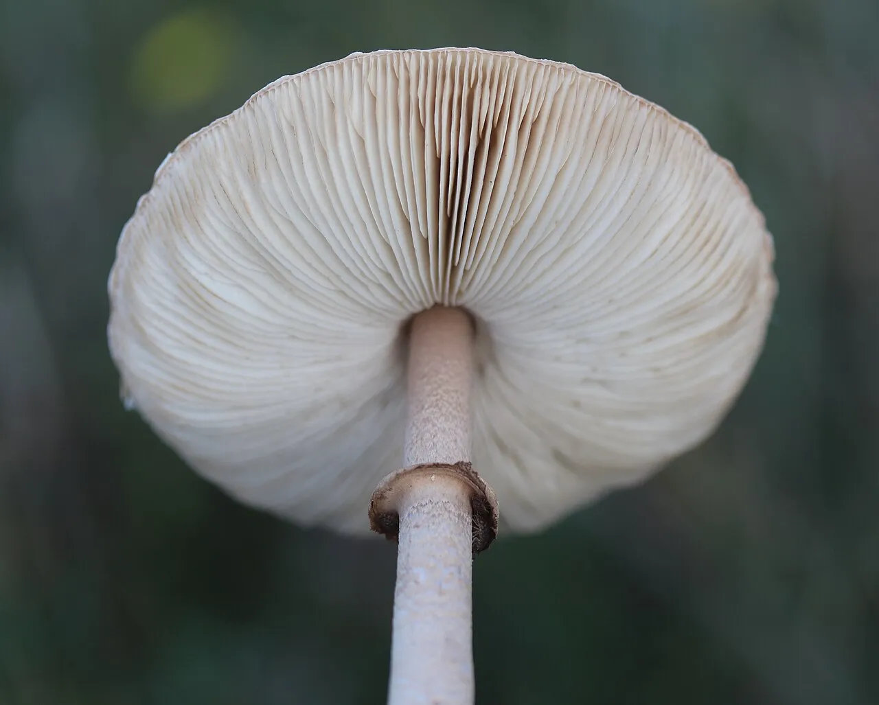 Karcsú őzlábgomba