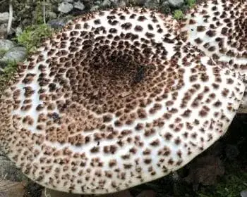 Tüskés őzlábgomba