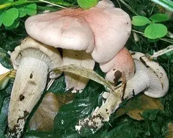 Rózsás csigagomba