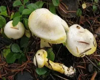 Sárgapelyhű csigagomba
