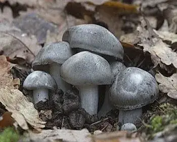 Tavaszi nyirokgomba