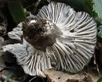 Tavaszi nyirokgomba