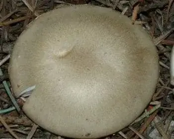 Tavaszi nyirokgomba