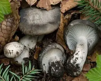 Tavaszi nyirokgomba