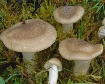 Tavaszi nyirokgomba