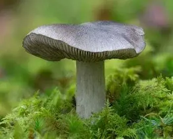 Bükki pereszke