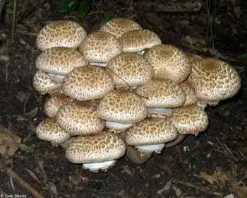 Csoportos csiperke