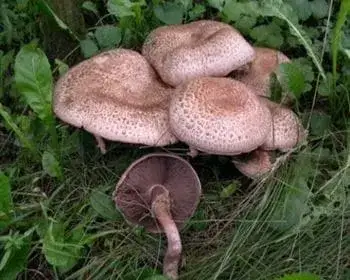 Csoportos csiperke