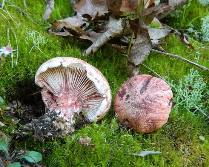 Vörösfoltos csigagomba