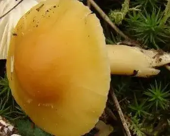 Élénkszínű nyirokgomba