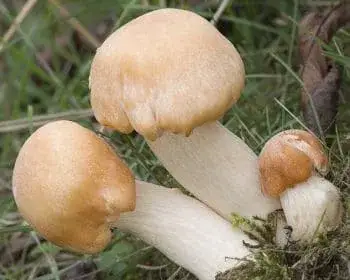Élénkszínű nyirokgomba